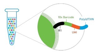 單細胞轉(zhuǎn)錄組測序(10x Genomics)詳解