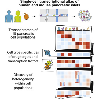 人和小鼠胰腺關(guān)于單細胞轉(zhuǎn)錄組圖譜講解
