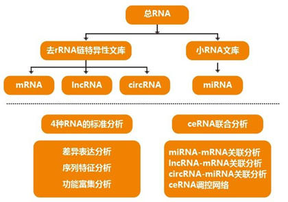 研究人員使用RNA-Seq來構建致命盒子果凍的觸手轉(zhuǎn)錄組